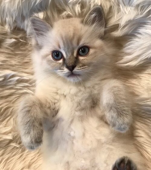 mystic ragdolls